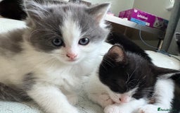 Mixed Breed cats for sale: Kittens for sale - Image 5