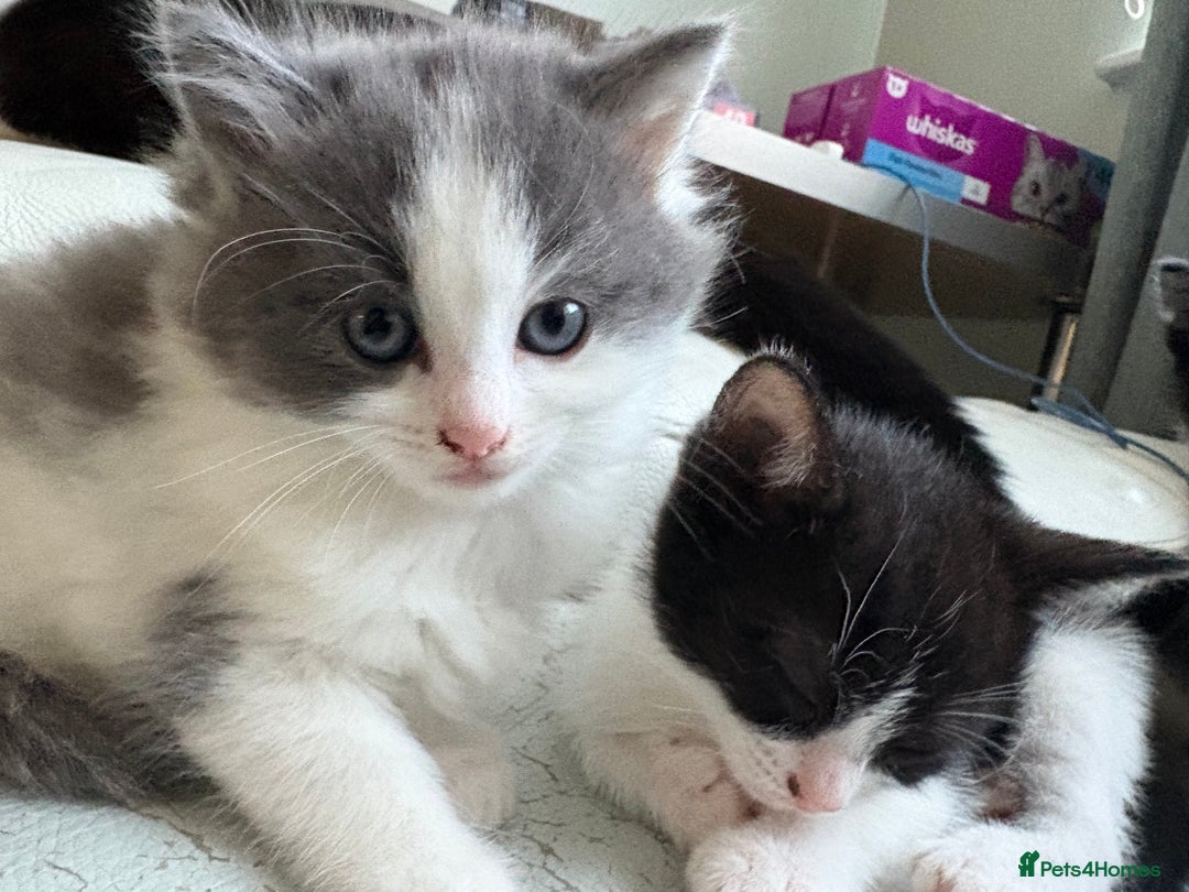 Mixed Breed cats for sale: Kittens for sale - Image 5