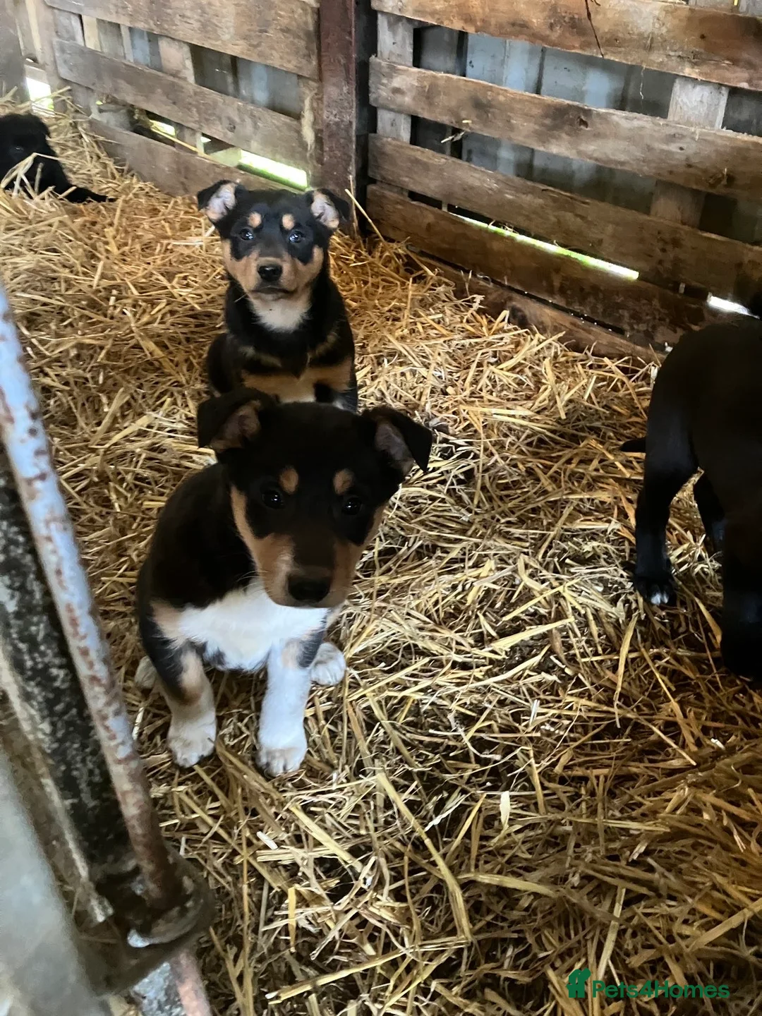 Mixed Breed dogs for sale: Collie X puppies - Advert 3