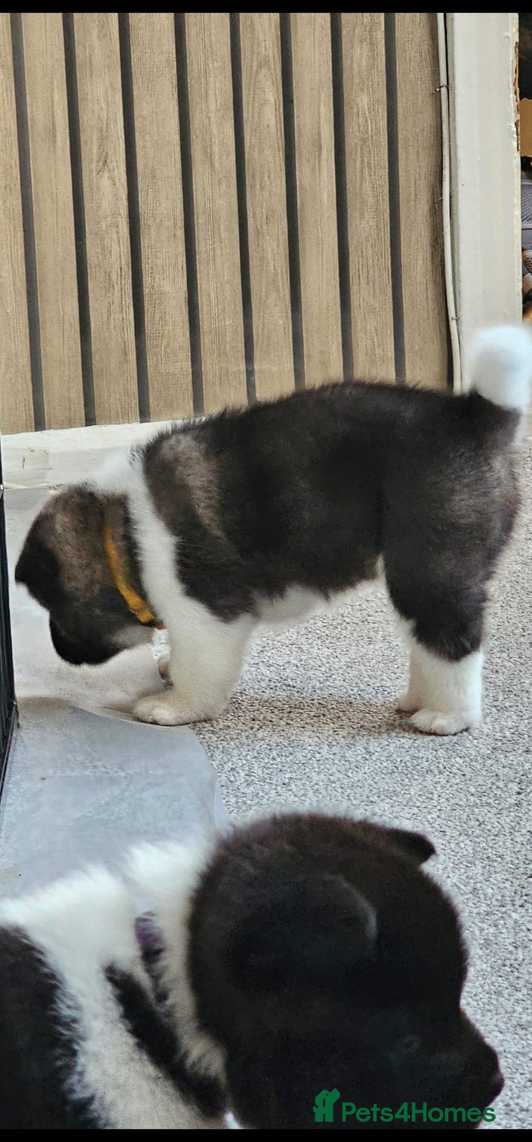 Akita dogs for sale: 🐾 American Akita Puppies for Forever Homes 🐾 - Image 21