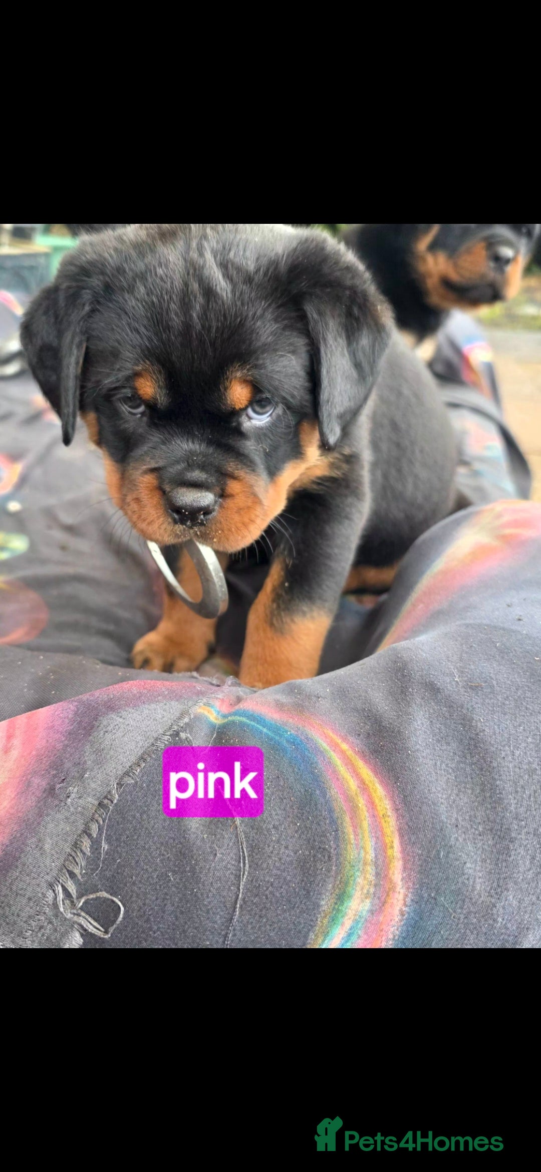 Rottweiler dogs Kc rottweiler viewing welcom. - Advert 15