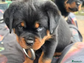 Rottweiler dogs Kc rottweiler viewing welcom. - Advert 15