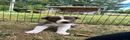 Border Collie dogs for sale: Beautiful Border Collie Puppies  - Advert 18
