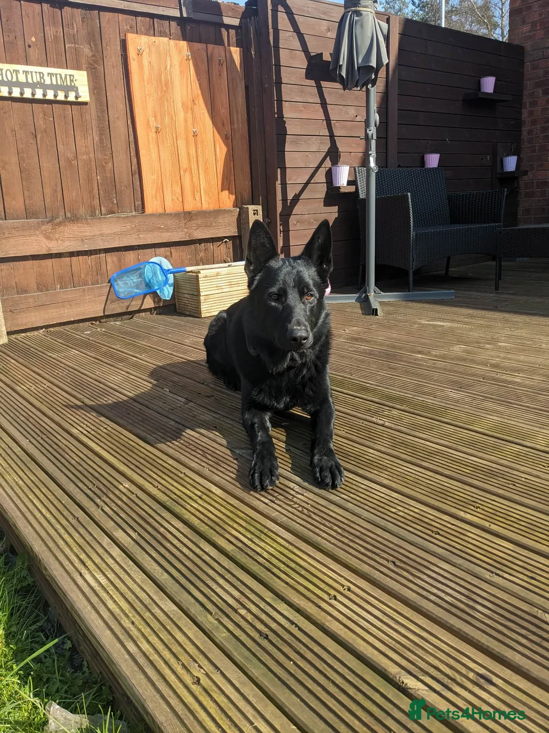 German Shepherd dogs for stud: DDR German shepherd Czech line  kc registered in Hull - Advert 2