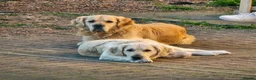 Golden Retriever dogs for sale: Adorable Golden Retriever Puppies for Sale! - Advert 2