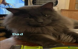 Maine Coon cats for sale: Beautiful Maine coon kittens for sale - Image 9