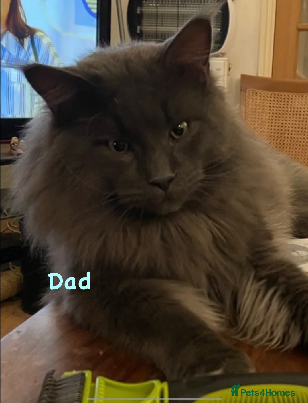 Maine Coon cats for sale: Beautiful Maine coon kittens for sale - Image 9