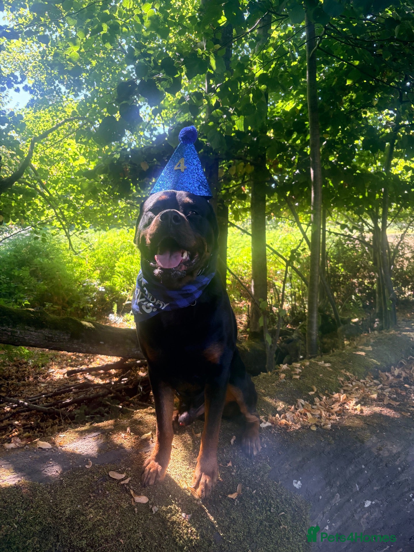 Mixed Breed dogs for stud: Rottweiler x Mastiff available for Stud!! - Advert 2