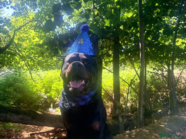 Mixed Breed dogs for stud: Rottweiler ** tiff available for Stud!! - Advert 2