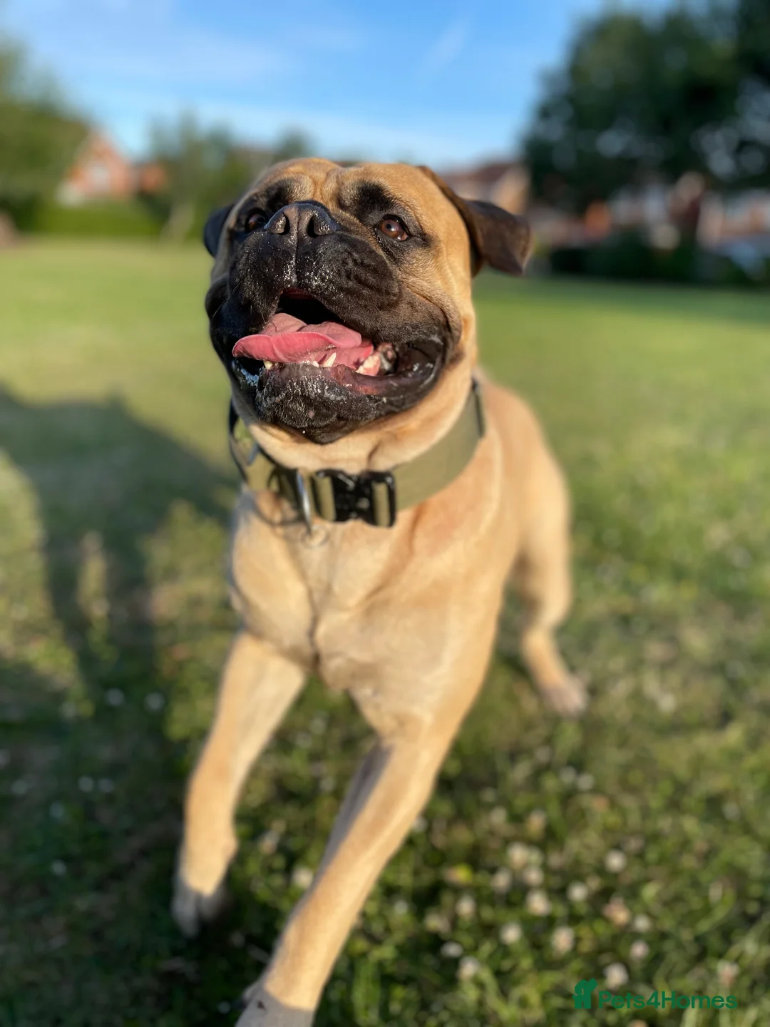 Bullmastiff dogs for stud: Male bullmastiff Stud  in Leicester - Advert 3