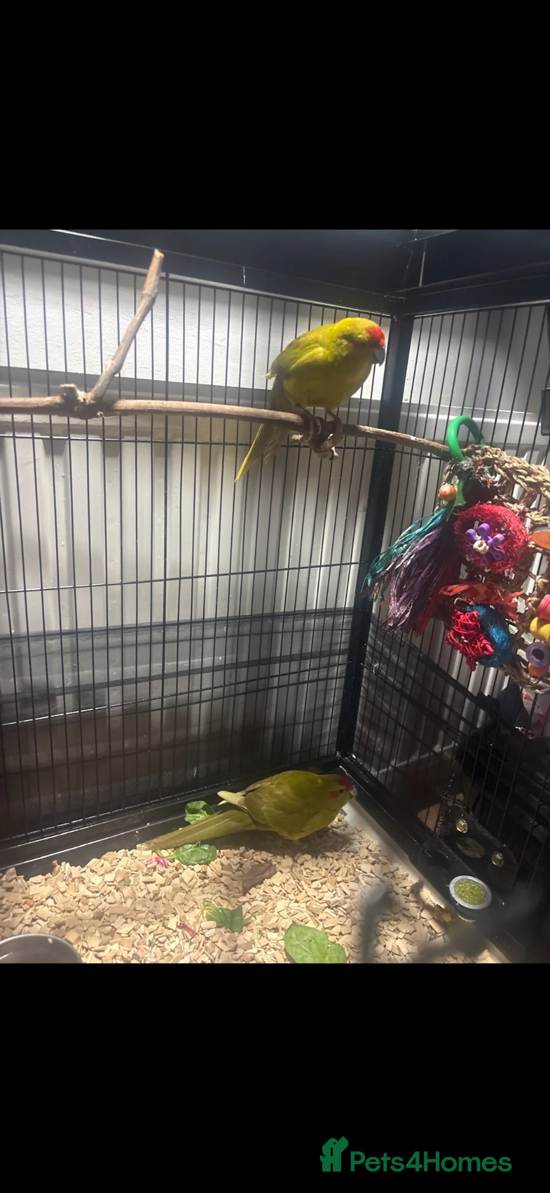 Mixed Breed birds for sale: Kakarikis - Advert 2