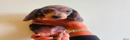 Miniature Dachshund dogs for sale: Miniature dachaunds READY NOW - Advert 5