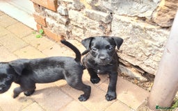 Mixed Breed dogs for sale: Border X Patterdale puppies  - Image 4