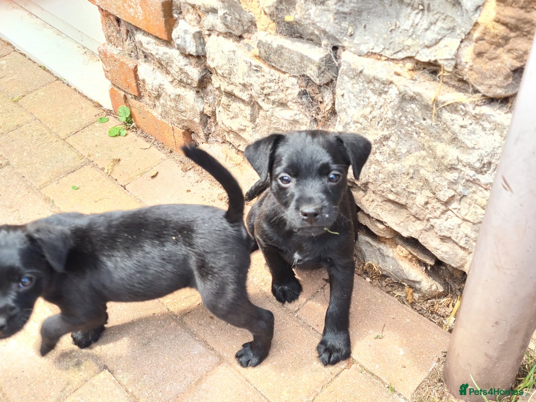 Mixed Breed dogs for sale: Border X Patterdale puppies  - Image 4