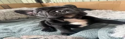 French Bulldog dogs for sale: Beautiful French bulldog puppies - Advert 7