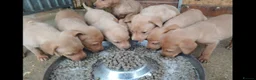 Labrador Retriever dogs for sale: Red Labrador Puppies - Advert 3
