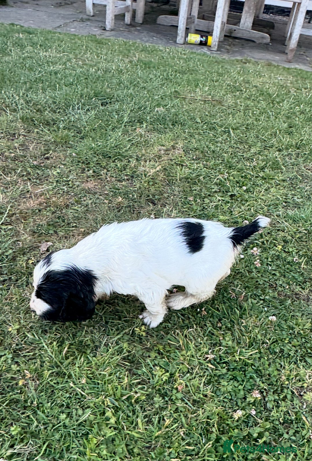 Cocker Spaniel dogs for sale: READY NOW Show potential cocker pups black white in Birmingham - Image 9
