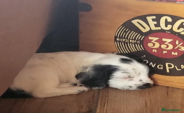 English Springer Spaniel dogs - Advert 5