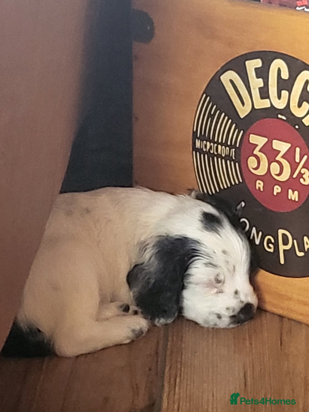 English Springer Spaniel dogs for sale: English springer spaniel pups  - Advert 20