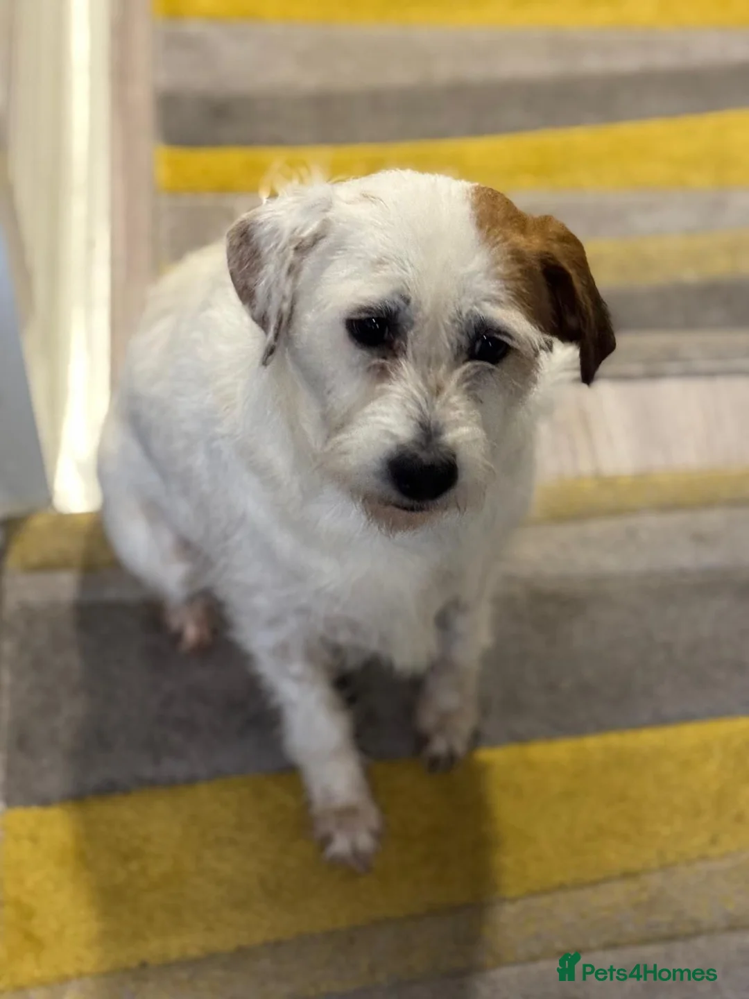 Mixed Breed dogs for adoption: Cute girl Pepsi looking for love - Advert 2