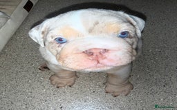 English Bulldog dogs for sale: Beautiful Lilac Tri English Bulldogs - Advert 15