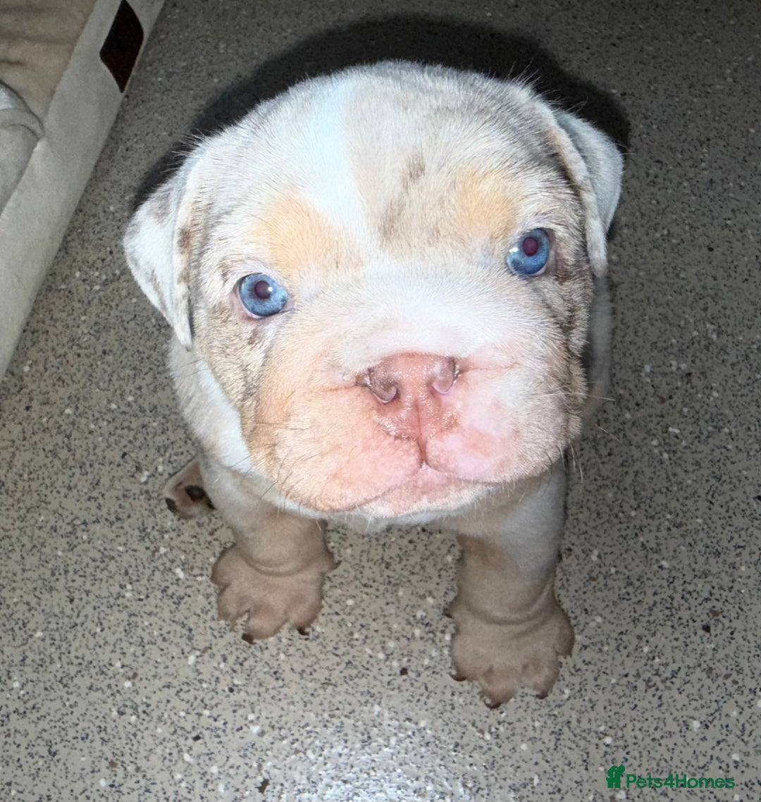 English Bulldog dogs for sale: Beautiful Lilac Tri English Bulldogs - Advert 15