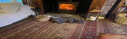 French Bulldog dogs for sale: Beautiful French bulldog pups - Advert 18