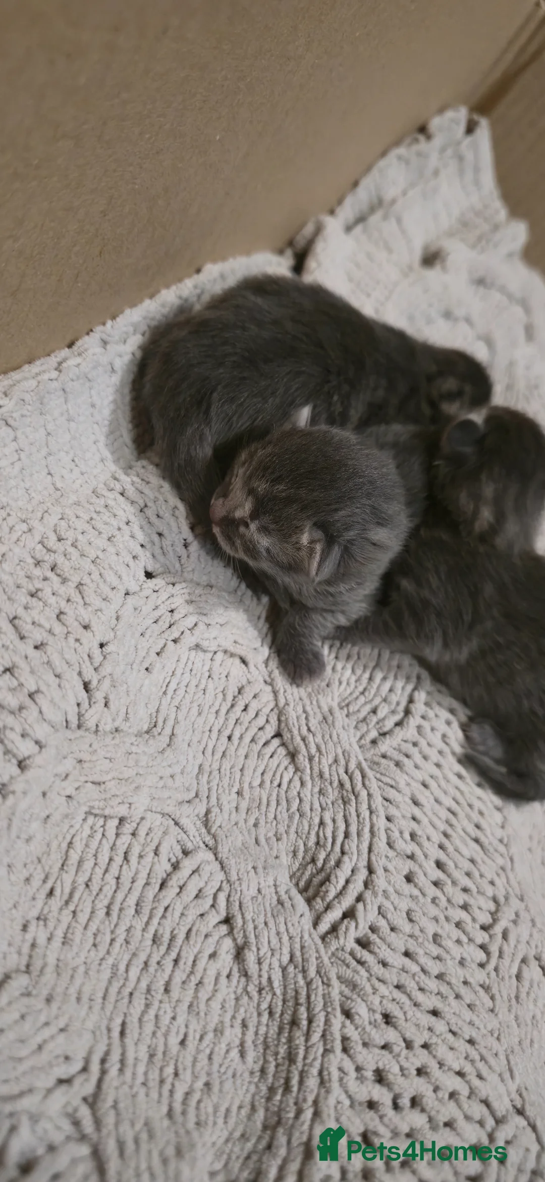 Norwegian Forest Cat cats for sale: Norweigen forest one male left  - Advert 2