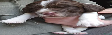 English Springer Spaniel Puppy 1