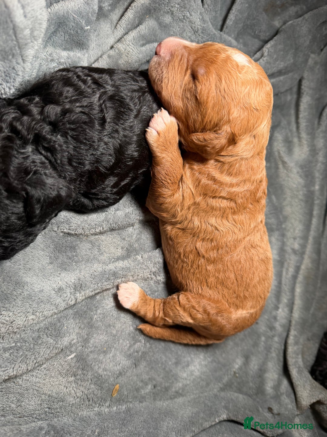 Goldendoodle dogs for sale: Beautiful Rainbow Litter of Goldendoodles - Advert 16