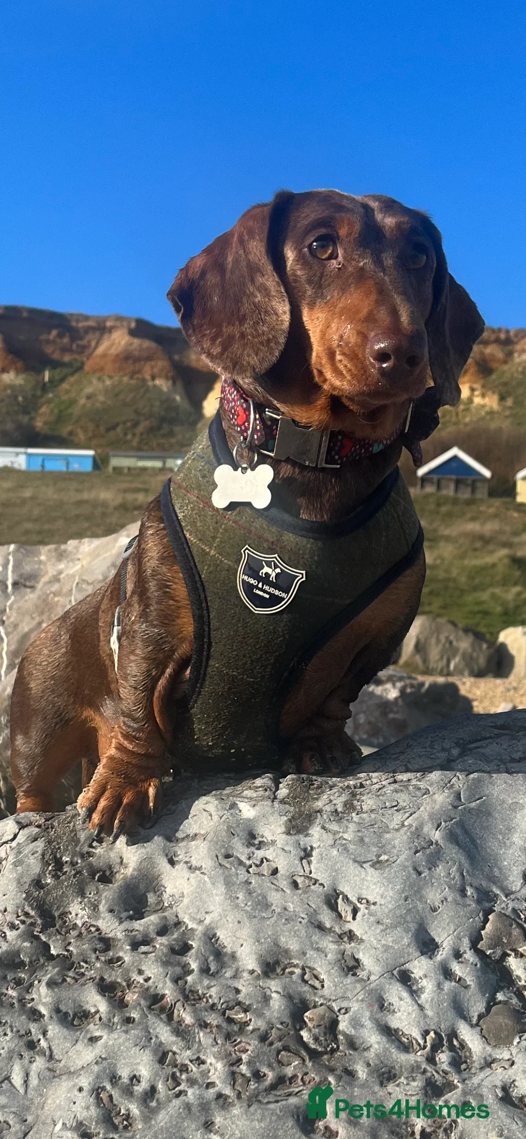 Miniature Dachshund dogs for stud: 🔥For stud proven miniature dachshund🔥   in Windsor - Advert 12