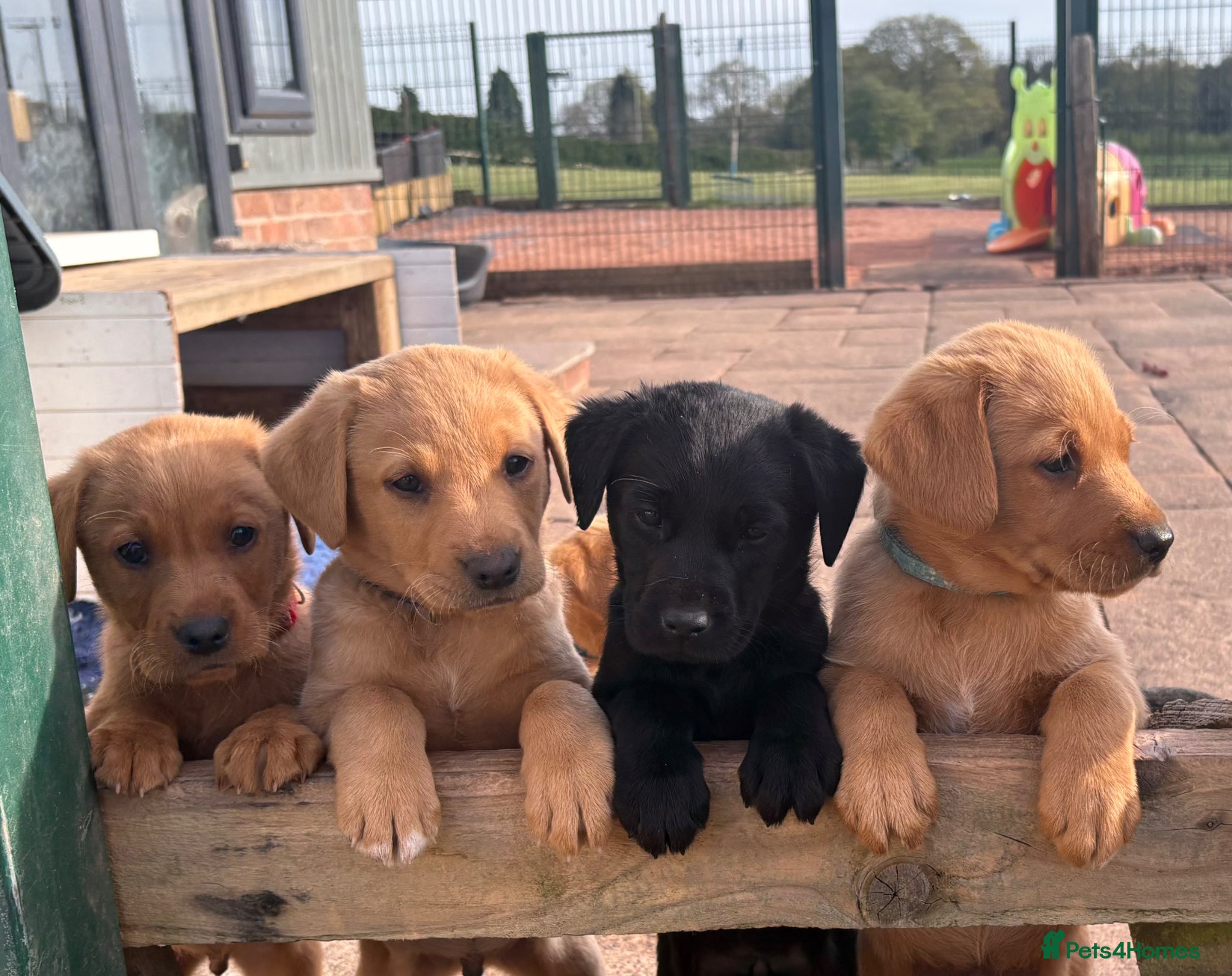 Labrador Retriever dogs Gorgeous KC  Fox Red pups for sale - Advert 2