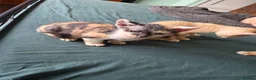 Sphynx cats for sale: Sphynx / Devon Rex Mix Kittens Ready Homes - Advert 15