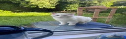 Mixed Breed cats for sale: Turkish angora mix breed in Huddersfield - Advert 4