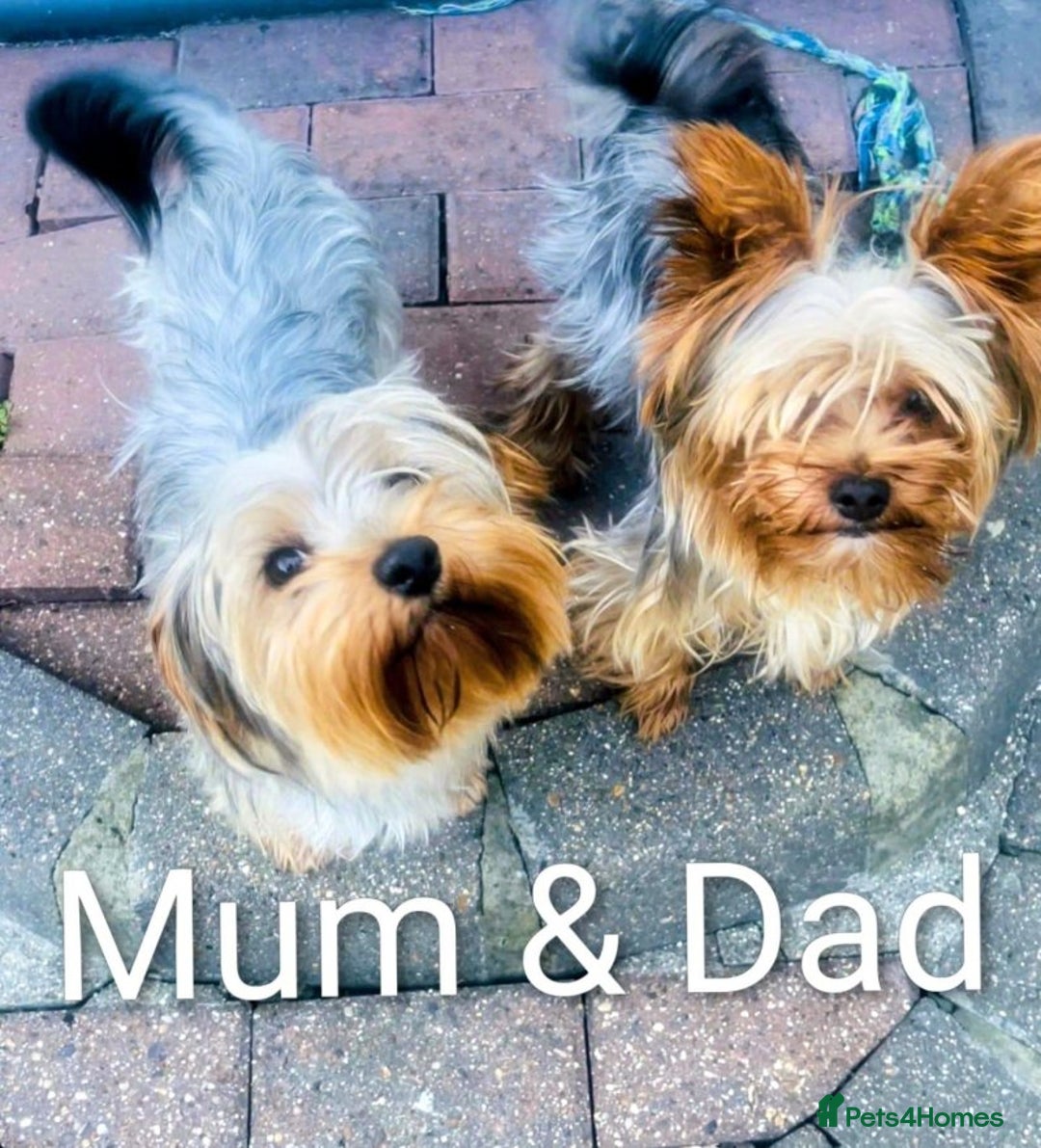 Yorkshire Terrier dogs for sale: Playful Yorkshire terrier puppies - Image 4