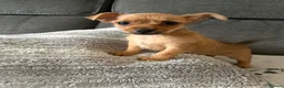 Chorkie dogs for sale: Tiny Chorkie girl Ready Now - Advert 3