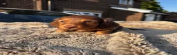 Miniature Dachshund dogs for sale: ✨KC PRA CLEAR miniature longhair dachshund  - Advert 23