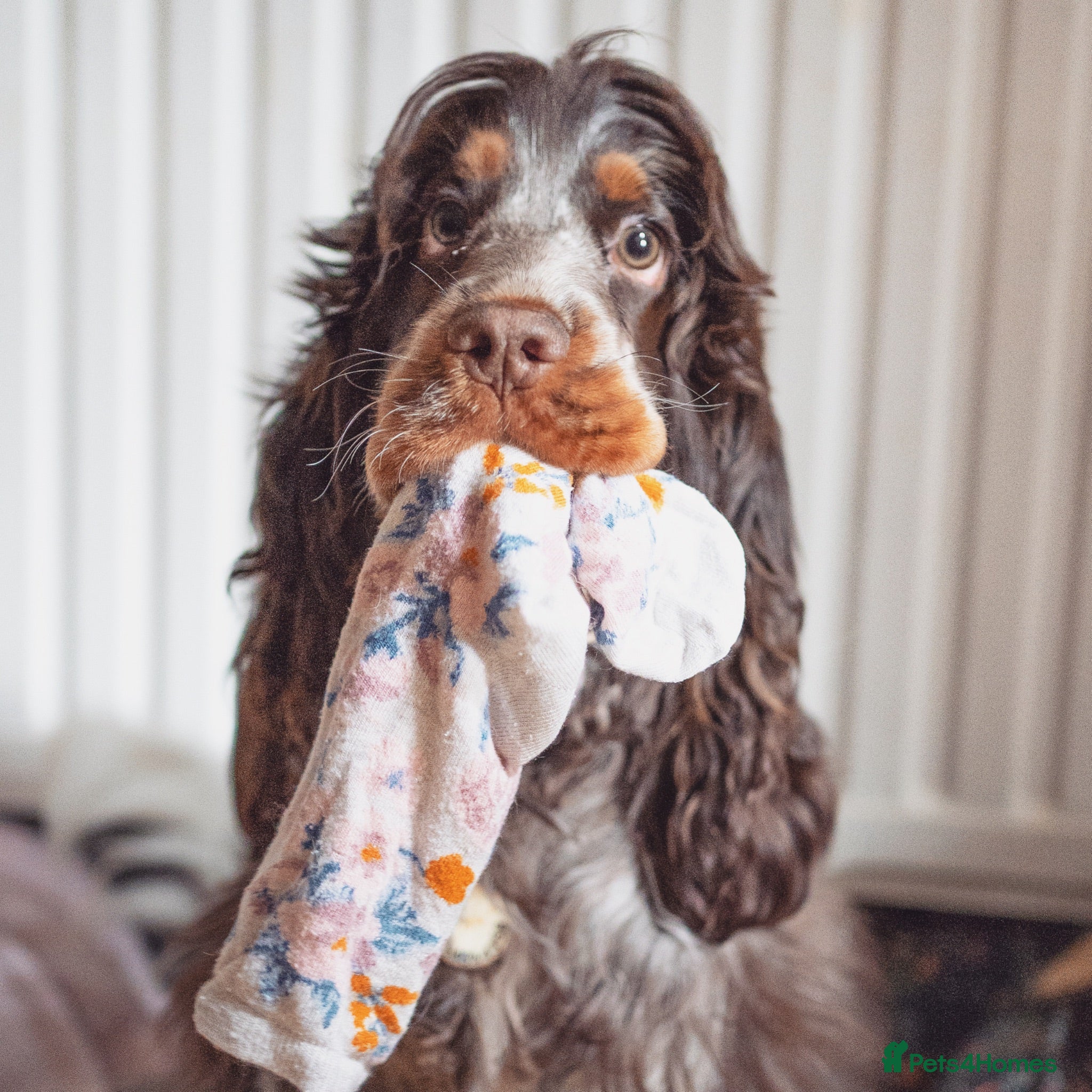 Cocker Spaniel dogs Beautiful girl for rehoming  - Advert 1