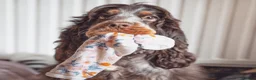 Cocker Spaniel dogs for sale: Beautiful girl for rehoming  - Advert 1