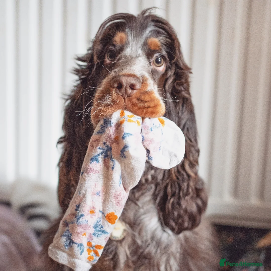 Cocker Spaniel dogs for sale: Beautiful girl for rehoming  - Advert 1