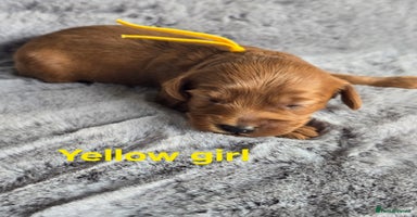 Cavapoo dogs - Advert 10