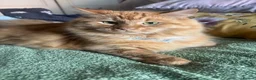 Mixed Breed cats for sale: Two cats in need of a new loving home - Advert 2