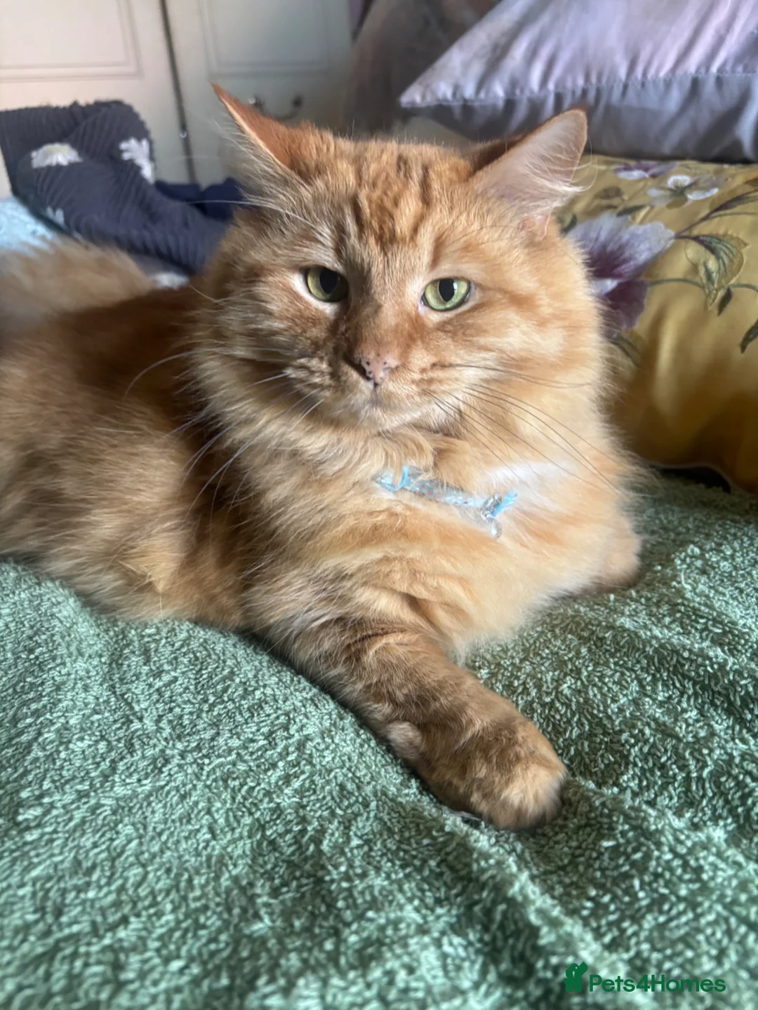 Mixed Breed cats for sale: Two cats in need of a new loving home - Advert 2