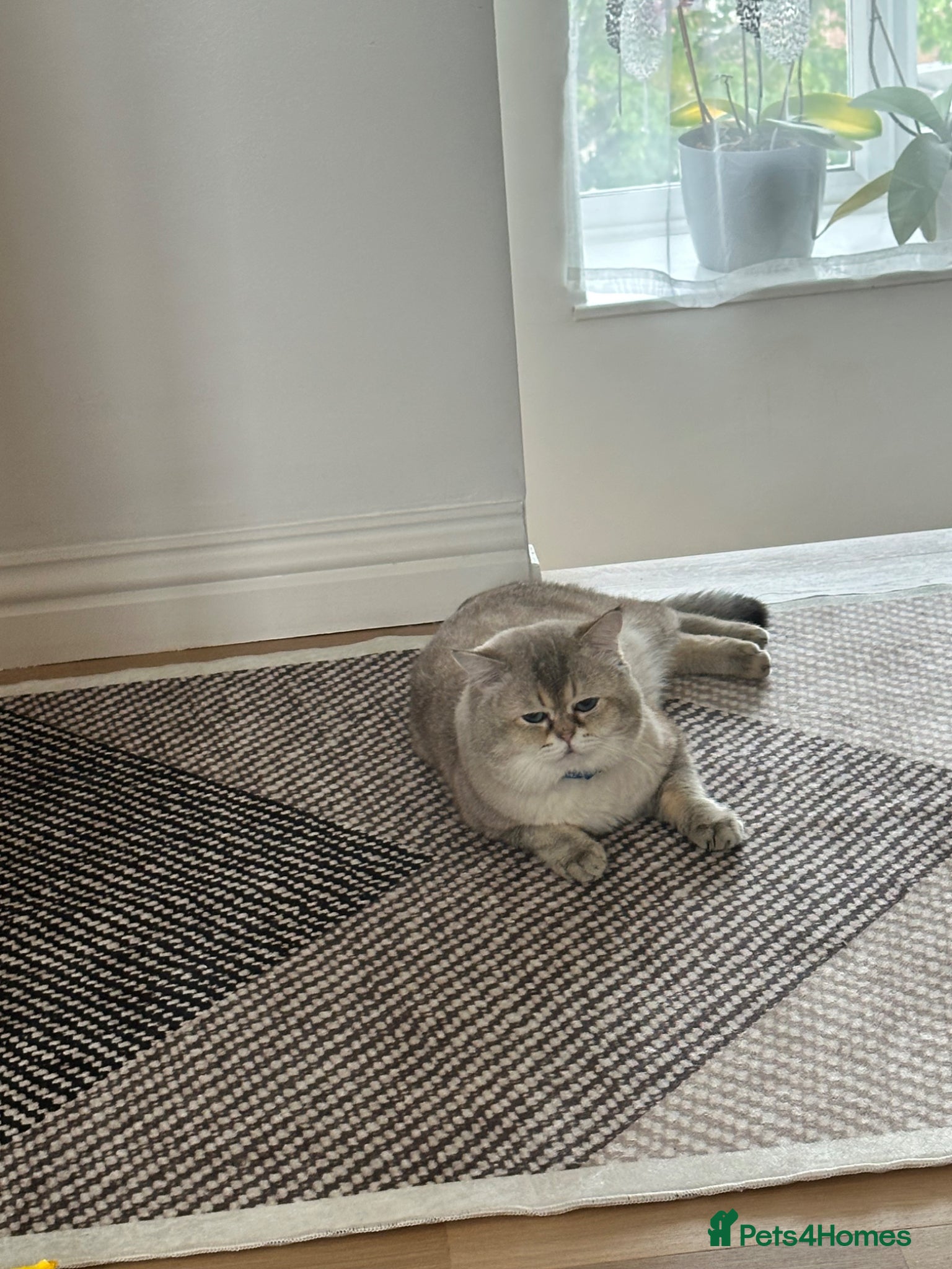 Scottish Fold cats Lovely Scottish fold( straight )boy ❤️ - Advert 3