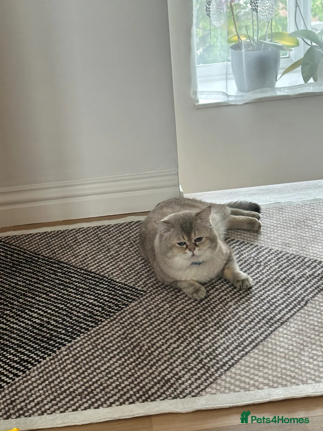 Scottish Fold cats for stud: Lovely Scottish fold( straight )boy ❤️ - Advert 1