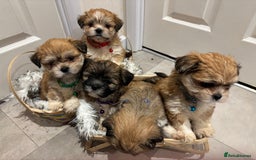 Lhasa Apso dogs for sale: Full bred Lhasa apso puppies  - Advert 3
