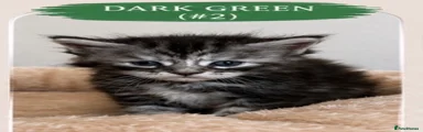 Maine Coon 6