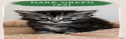 Maine Coon cats for sale: Maine coon kittens for sale 🩷💙 in Loughton - Advert 3