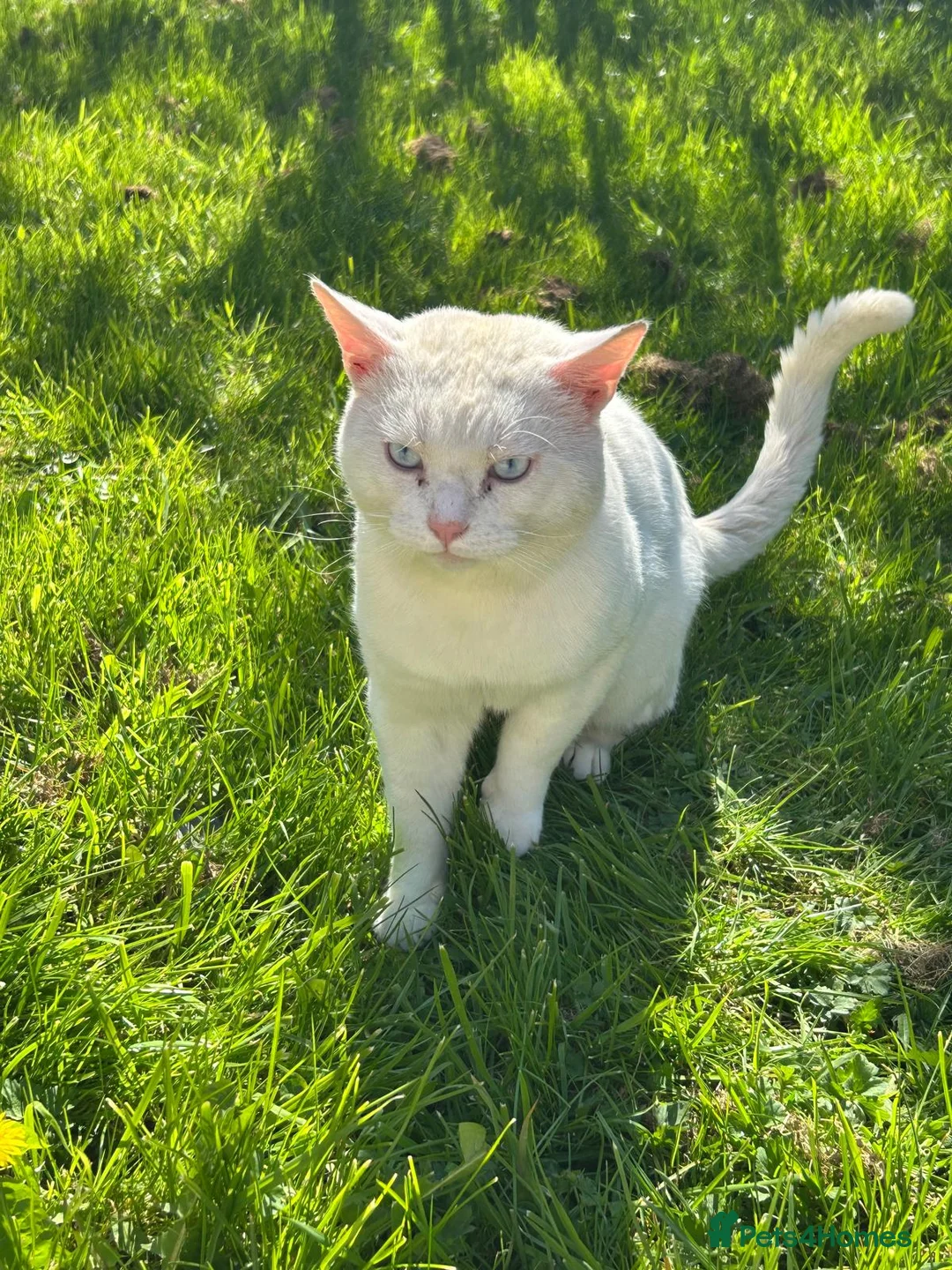 Mixed Breed cats for sale: 6-year-old rescue cat who seeks calm, loving home. - Advert 2