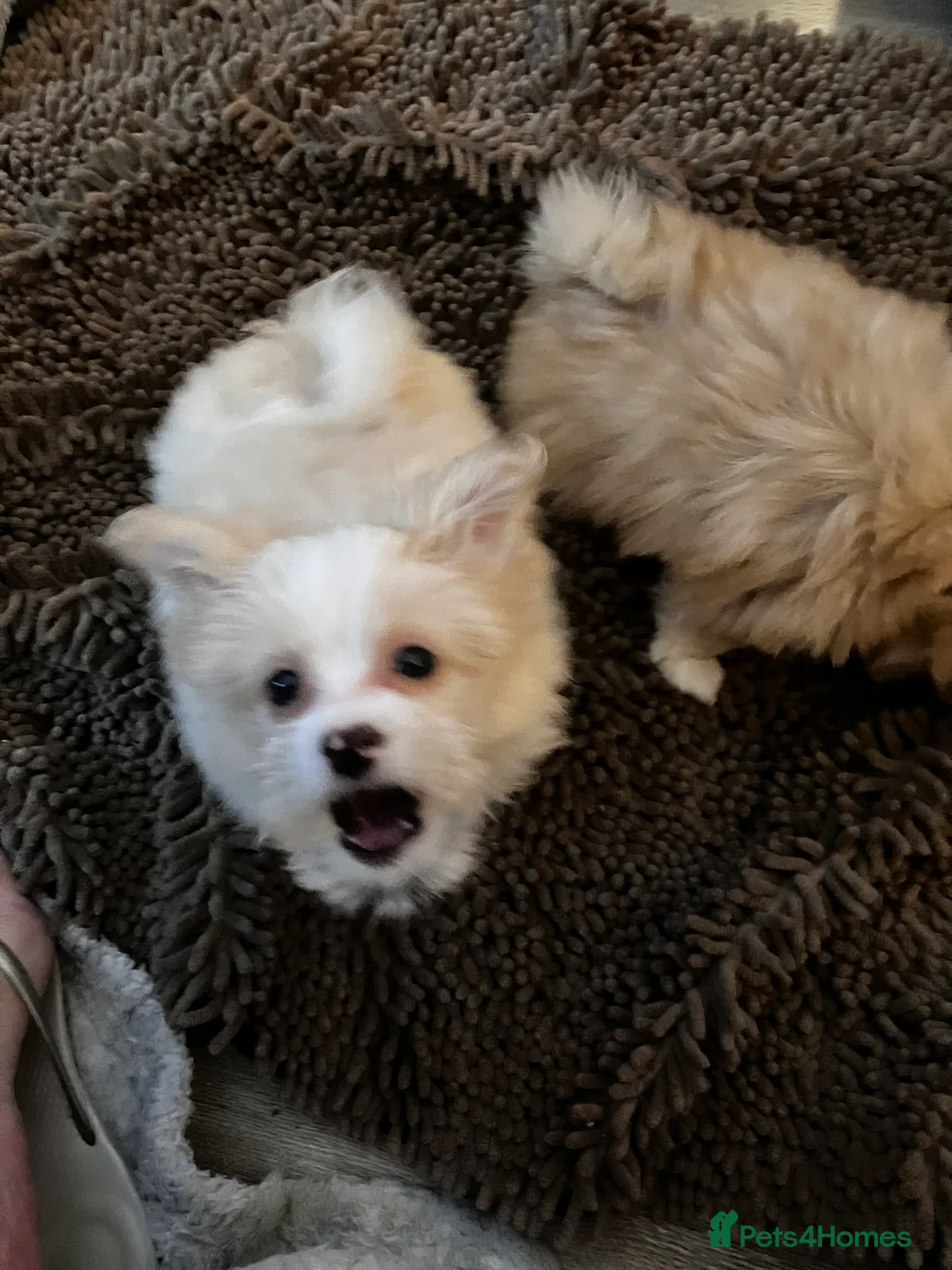 Mixed Breed dogs for sale: Malti-Pom Puppies - £1200 - 3 Left - Advert 14